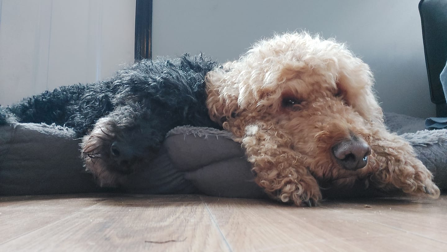 A black standard poodle and a golden labradoodle sleep in a dog bed, their heads touching